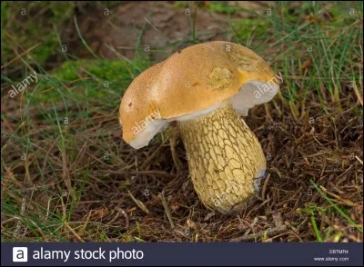 Ce champignon ayant des tubes (mousse) sous le chapeau est-il comestible ?