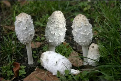 Ce champignon très fragile et un des plus grands de l'espèce est-il comestible ?