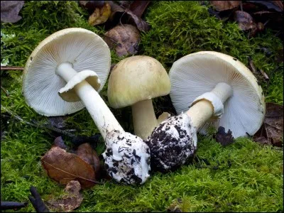 Ce joli champignon ayant une volve à la base du pied est-il comestible ?