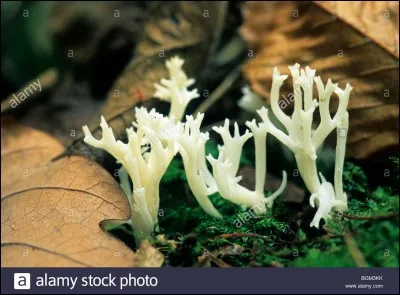 Ce champignon (même si vous l'avez remarqué au premier coup d'œil) en forme de corail est-il comestible ?
