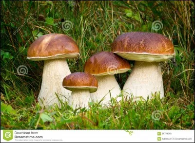 Ce champignon à tubes et à gros pied est-il comestible ?