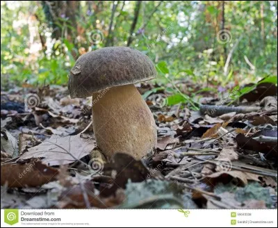 Ce champignon cousin mais à chapeau plus foncé et sans marge blanche est-il comestible ?