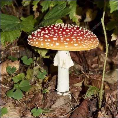 Ce joli champignon est-il comestible ?