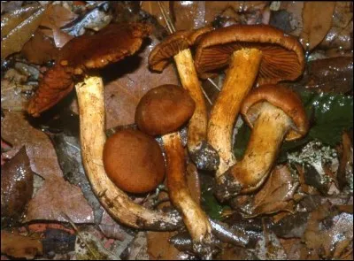 Ce champignon brun rouille et aux lames cannelle est-il comestible ?