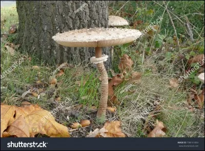 Ce grand champignon qui peut atteindre 25 cm de hauteur ayant un chapeau mamelonné est-il comestible ?