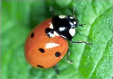 Comment appelle t-on cet animal ?