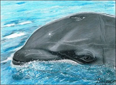 Voici le wolphin, pure création humaine, chez qui a-t-il puisé ses gènes ?