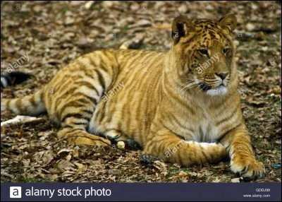 Papa était un lion et maman une tigresse, qui suis-je ?
