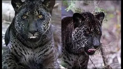 Il est franchement magnifique mais jamais ses parents n'auraient pu se rencontrer puisque l'un est africain et l'autre américain. Qui est-il ?