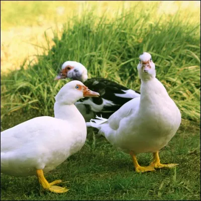 Je vous vois sourire : "Je sais, c'est un canard!" Oui mais il est l'hybride du canard colvert et du canard de Barbarie. Il est utilisé pour le gavage et donc le foie gras. Quel est son nom ?