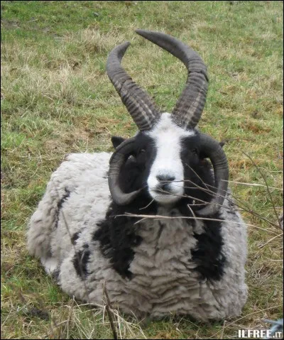 Celui-ci a quantité de noms : chabin ou chablin, ainsi que mouèvre ou mouchèvre ou musmon, qui sont ses parents ?