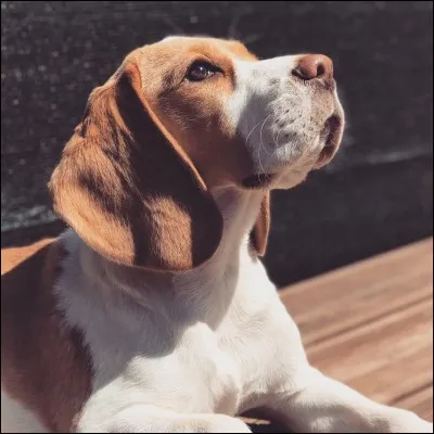 Comment s'appelle la chienne de Roxane ?