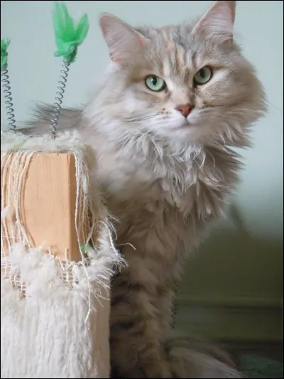 Quelle est la race de celui-là ?