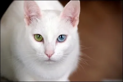 Connaissez-vous celle-là ?