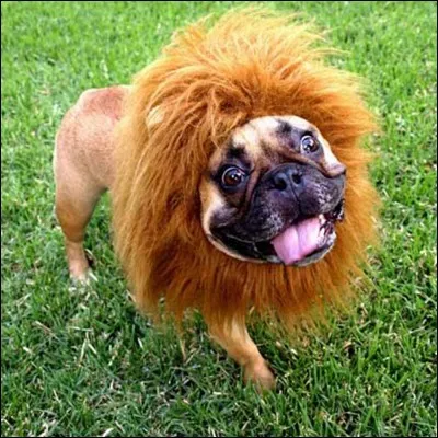 Quel animal a une crinière ?