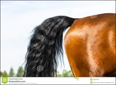 Quel est l'animal sur cette photo ?