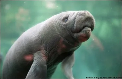 Qu'est-ce qu'un lamantin ?