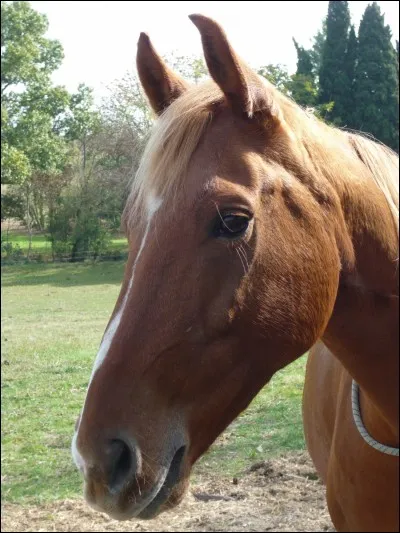 Qui est surnomm&eacute; "le cheval" ?