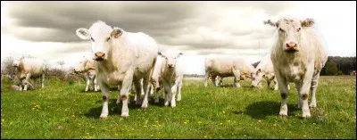 D'après l'appellation, d'où proviennent les boeufs ?