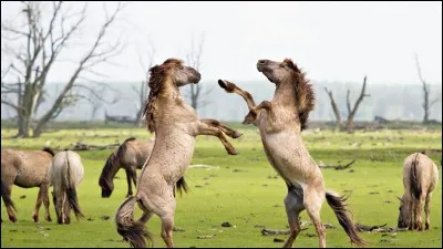 Un cheval attaque le mien :