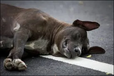 Tu as accidentellement percuté le chien d'une personne ! Que fais-tu ?