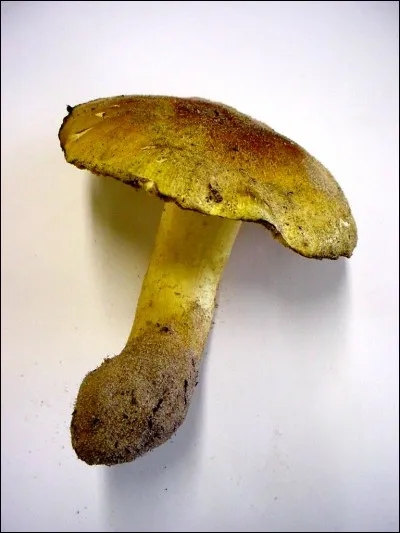 Quel est ce champignon ?