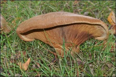 Quel est ce champignon ?