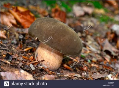Quel est ce champignon ?