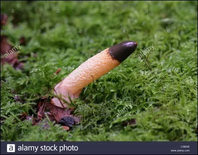 Quel est ce champignon ?