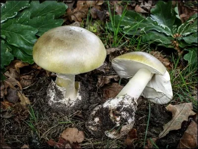 Quel est ce champignon ?