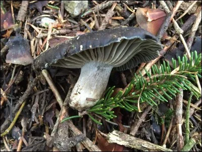 Quel est ce champignon ?