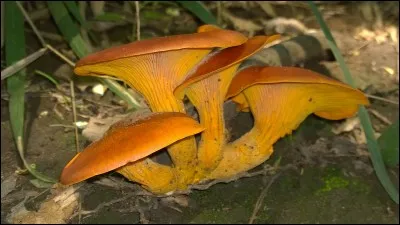 Quel est ce champignon ?