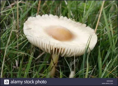 Quel est ce champignon ?