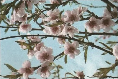 Ce sont des fleurs...