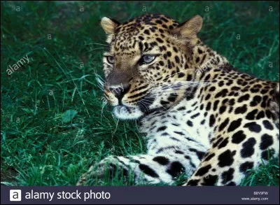 Quel est ce félin ?