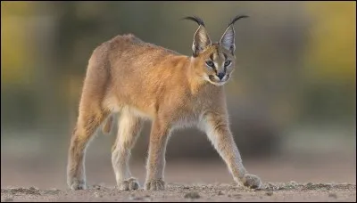 Quel est ce félin ?