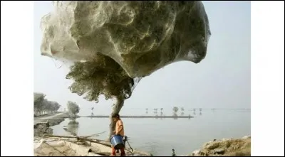 Cet arbre "voilé" est au Pakistan. Pourquoi est-il ainsi ?