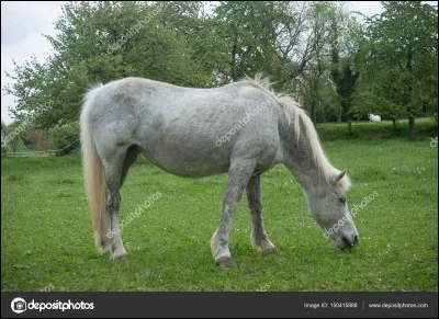 Quand un cheval est blanc avec les yeux foncé on dit qu'il est...