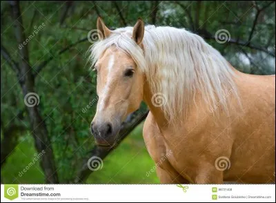 Quand un cheval n'est pas blanc, mais qu'il est un tout petit peu plus foncé on dit qu'il est ?