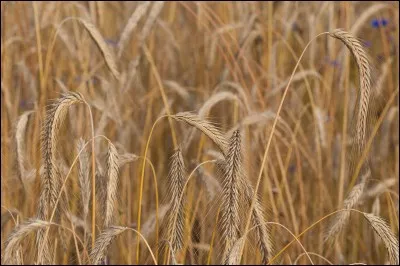 De nombreuses explications scientifiques ont été apportées pour expliquer les mystérieuses convulsions des fillettes. Parmi elles, l'intoxication par un champignon parasite est une des plus probables. Quel est ce champignon ?