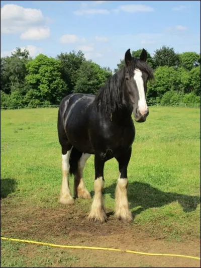 Comment qualifiez-vous les balzanes de ce cheval ?
