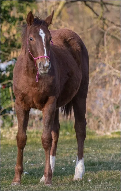 Comment qualifiez-vous la balzane sur le postérieur gauche de ce cheval ? 
(Attention, le postérieur gauche est à droite sur la photo)