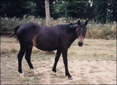 Comment qualifiez-vous la balzane sur le postérieur droit du cheval ? 
(Attention, le postérieur droit est à gauche sur la photo)