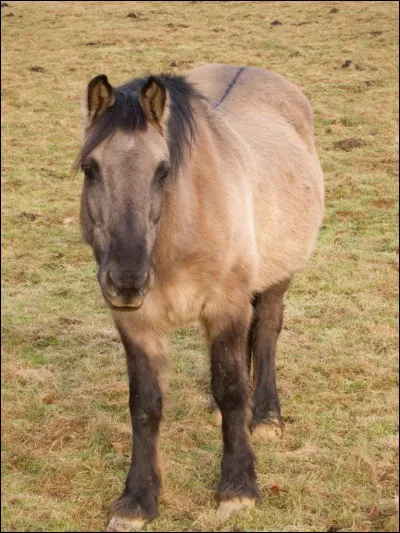 Quelle particularité remarquez-vous sur le dos de ce cheval ?