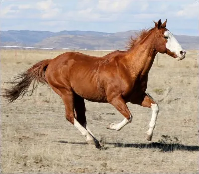 Comment appelez-vous les marques blanches sur la tête de ce cheval qui galope ?