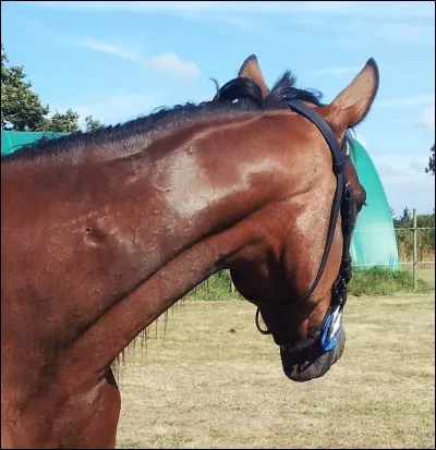 Comment s'appelle le petit creux dans la masse musculaire visible à la moitié de l'encolure ?