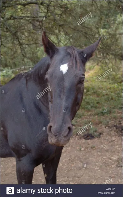 Comment décrire au mieux cette marque blanche sur le front ?