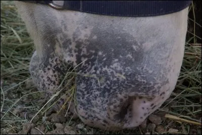 Comment qualifiez-vous les marques sur ce nez ?