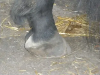 Que peut-on voir sur ce pied ?