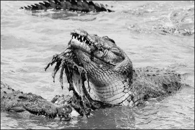 La peine terrible du crocodile sera prononcée exceptionnellement en Égypte notamment par le pharaon Khéops. Pour quel fait ?